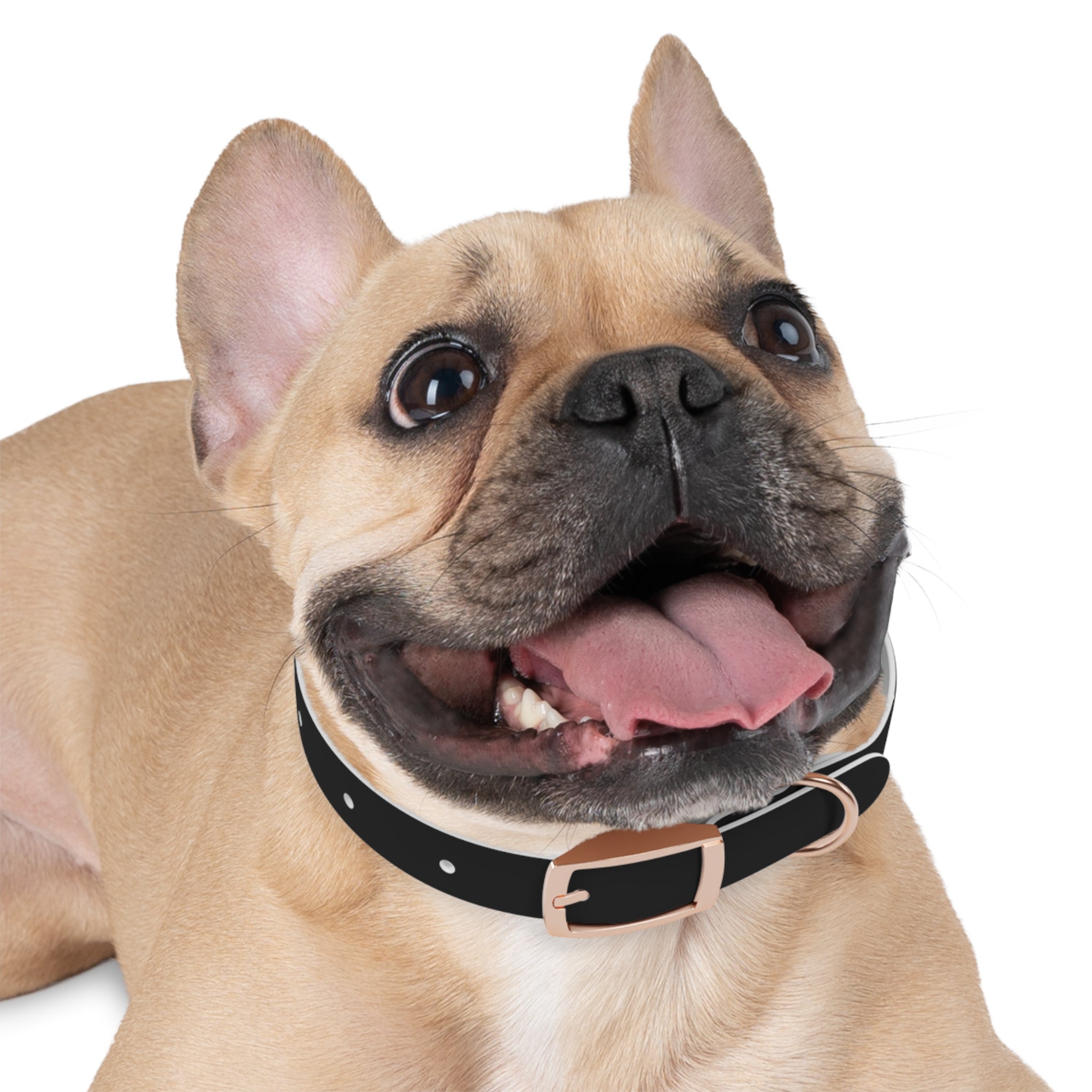 ZYVEK Gothic “Best Friend Forever” Dog Collar – Minimal Skull Edition