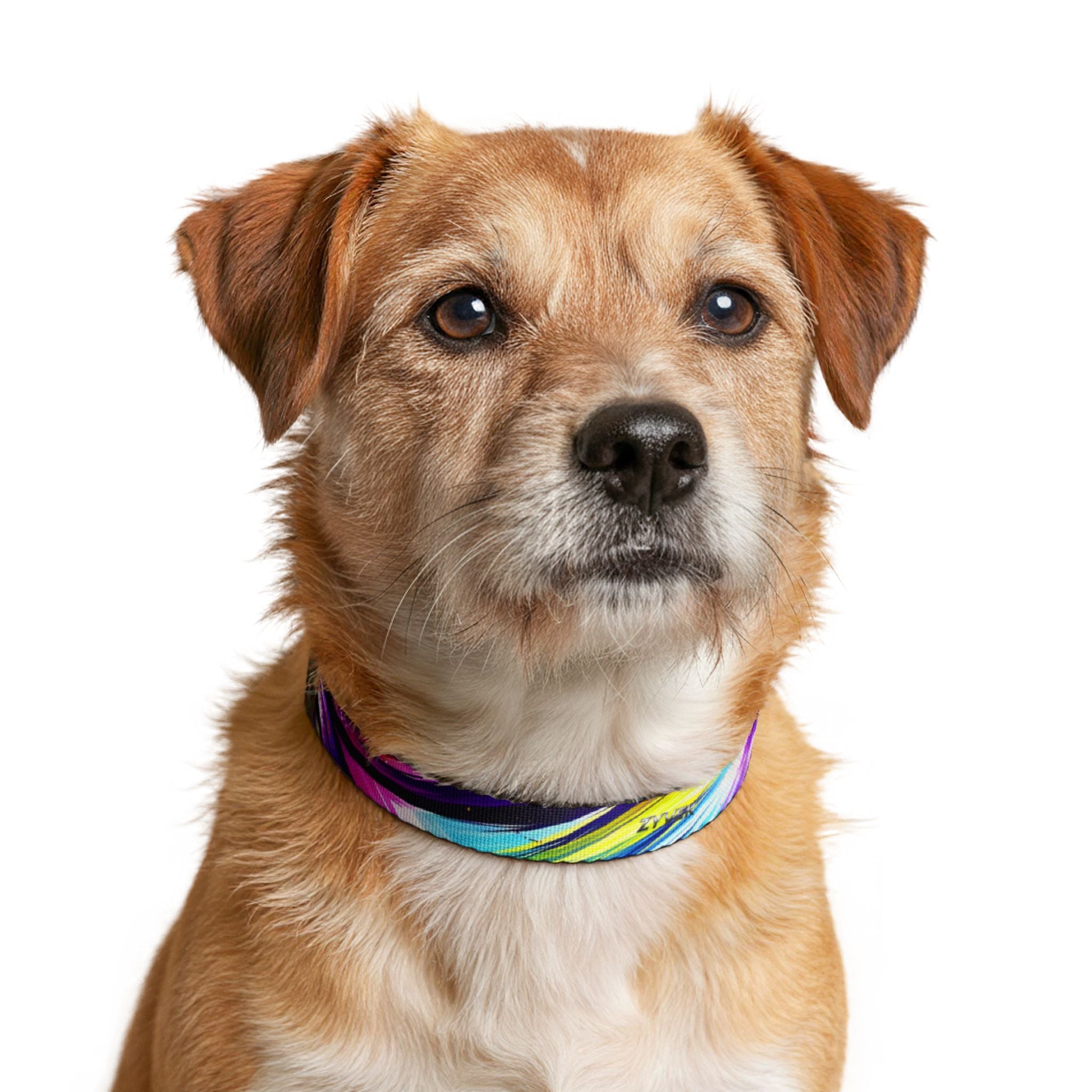ZYVEK NeonWave Dog Collar – Adjustable Colorful Pet Collar