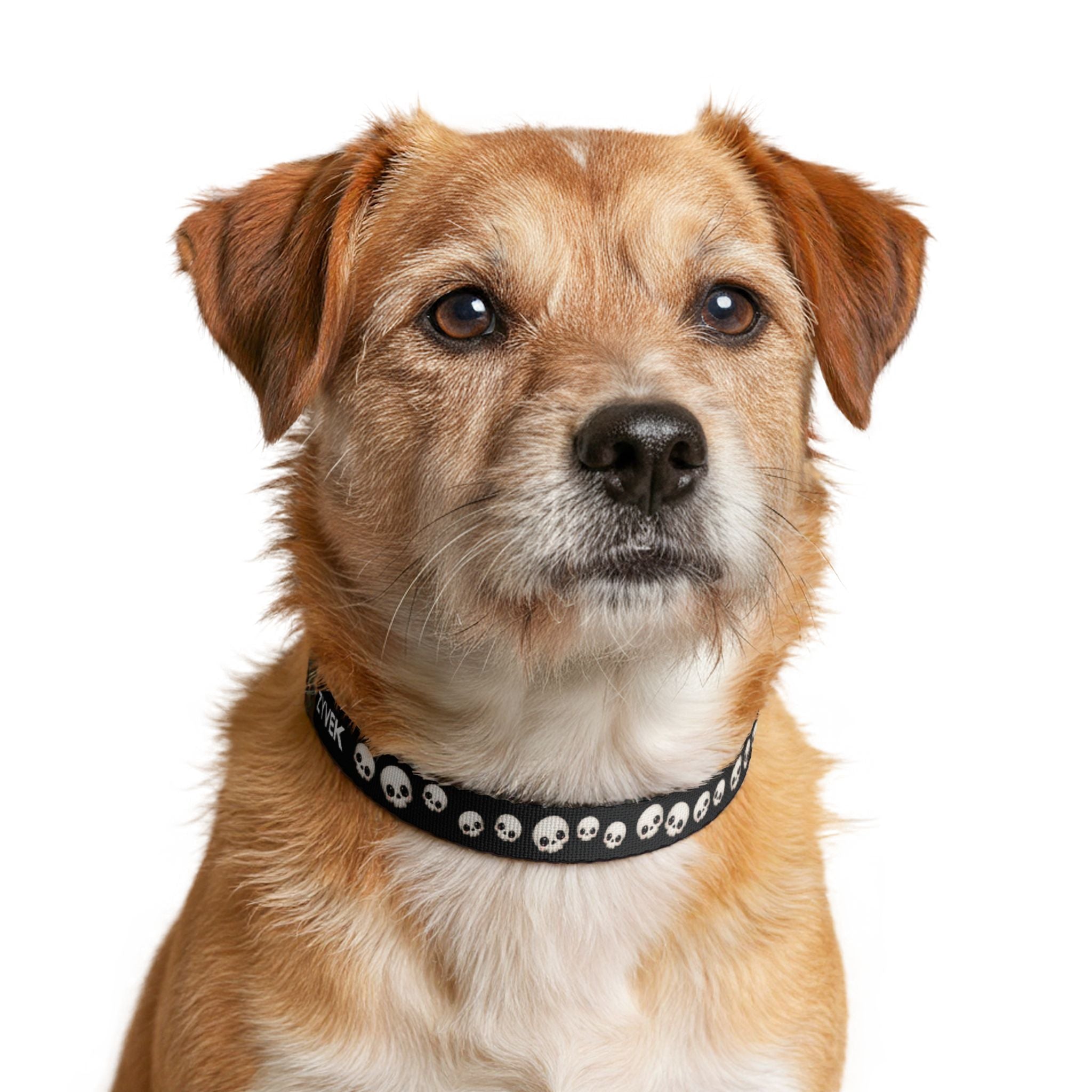 Cute Skull Dog Collar – Adjustable Gothic Pet Collar