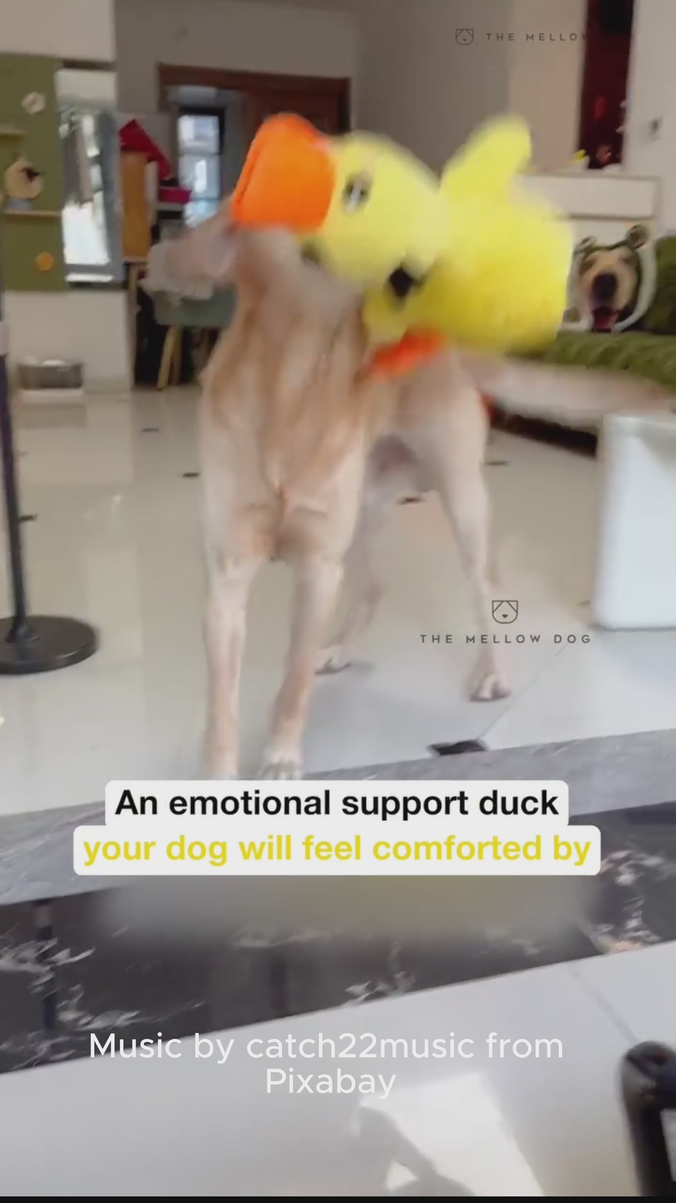 ComfortDuck™ – Anti-Anxiety Dog Toy 🐶 | Calming & Chew-Resistant Plush